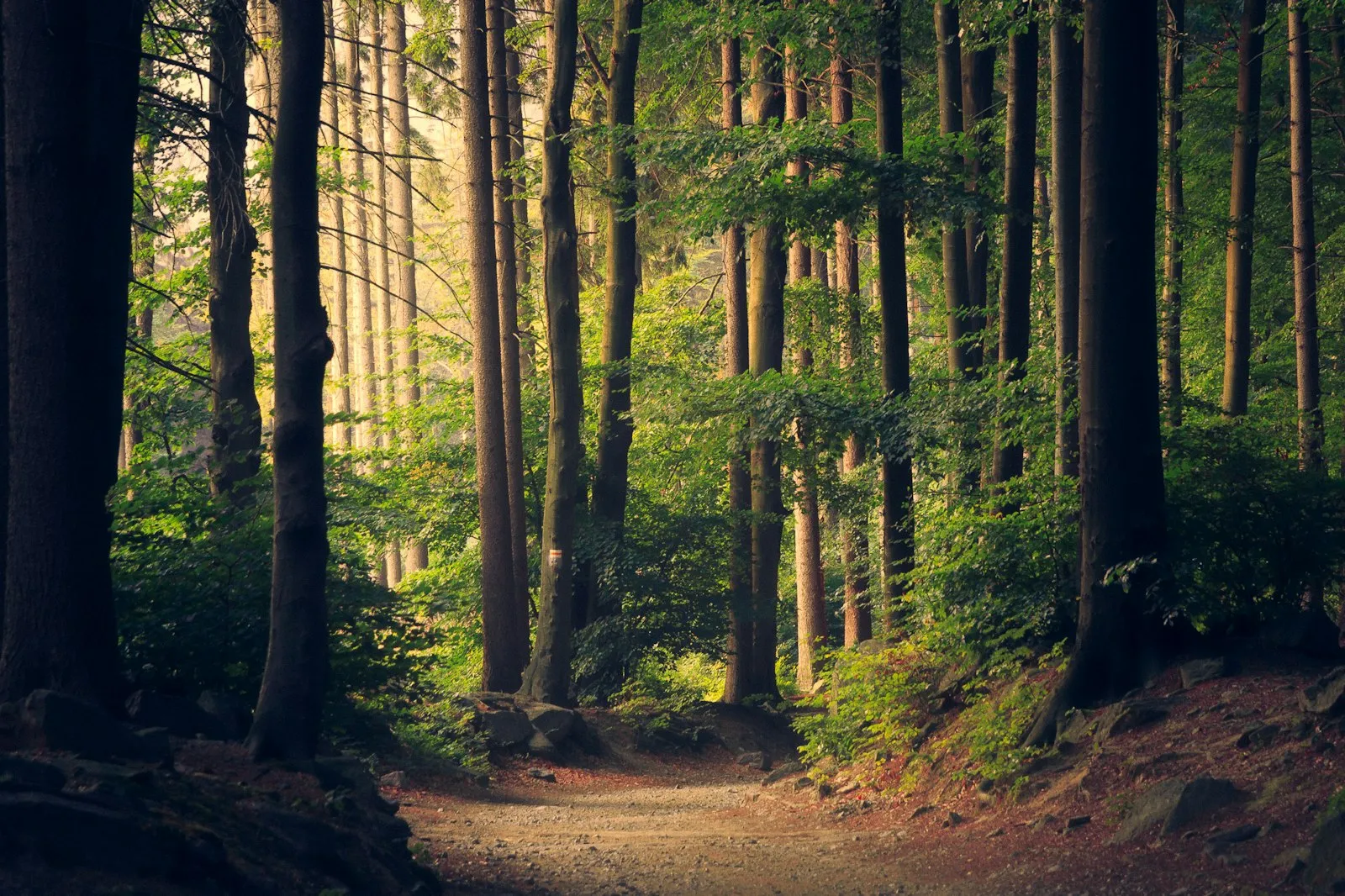 Sunlight breaking through a forest